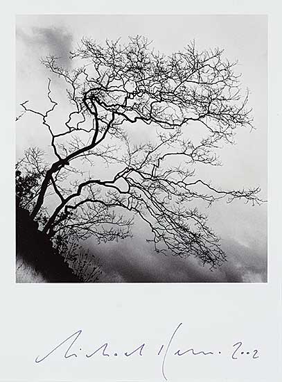 #1161 ~ Kenna - Temple Trees, Nara, Honshu, Japan  #6/45