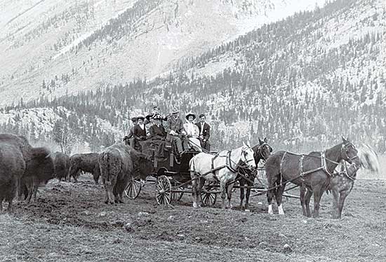 #103 ~ Harmon - Tally-Ho in the Buffalo Paddock, circa 1915