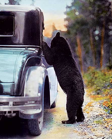 #120 ~ Schaffer - Bear Begging at Car, circa 1920s-1930s