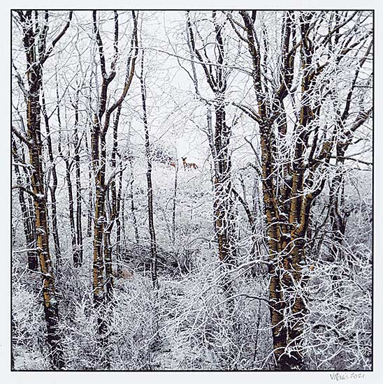 #124 ~ Vitaris - Brumal Views