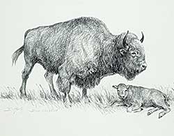 #33 ~ Harty - Bison, Cow and Calf