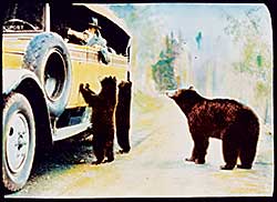 #119 ~ Schaffer - Bear Begging from Tourists in Brewster Transport Touring Car circa 1920s-1930s