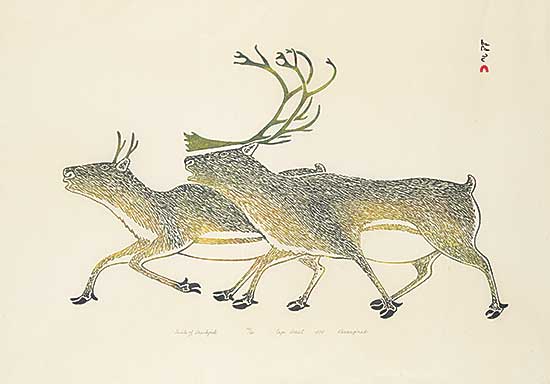 #1114 ~ Pootoogook - Tuktu of Tasikjuak  #50/50