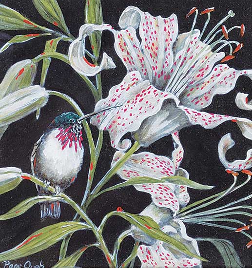 #514 ~ Ough - Stargazer - Calliope Hummingbird