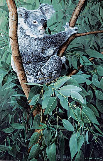 #519 ~ Parker - Untitled - Koala