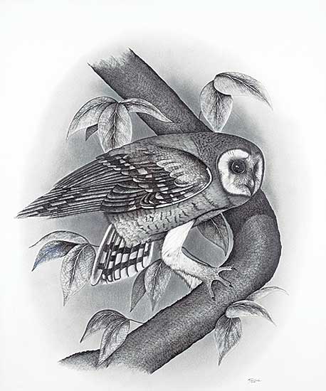 #2151 ~ Guiboche - Untitled - Owl
