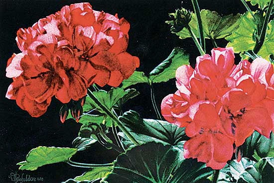 #518 ~ Thierfelder - Untitled - Geraniums