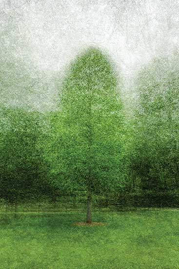 #1009 ~ Foster - Primaries [Tulip Poplar]  #1/12