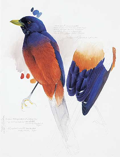 #2083 ~ Dumas - Lidth's Jay