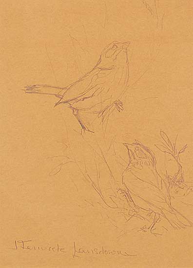 #2177 ~ Lansdowne - Vesper Sparrow