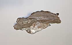 #1029 ~ Neufeld - Polypore with Gold