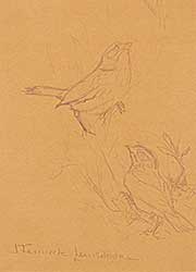 #2177 ~ Lansdowne - Vesper Sparrow