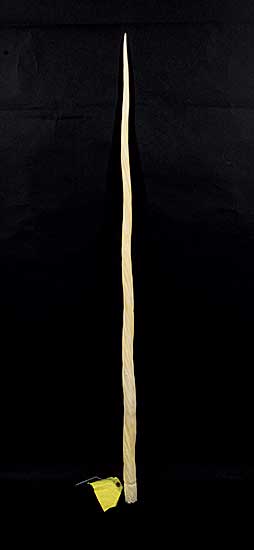 #2209 ~ School - Narwal Tusk #2209 ~ School - Narwal Tusk
