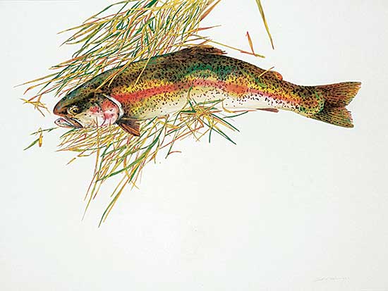 #35 ~ Cowin - Untitled - Rainbow Trout