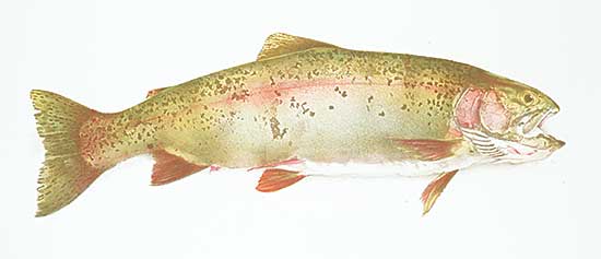 #420 ~ Cowin - Fish [Hen Rainbow]  #48/50
