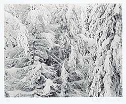#505 ~ Richards - Untitled - Snow on the Boughs