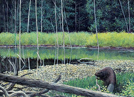 #1272 ~ Paabo - Beaver Dam