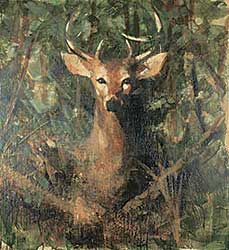 #267 ~ Scherman - The Animals [Deer]