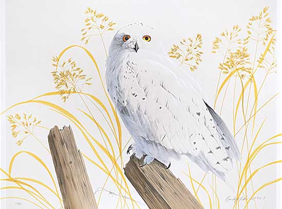 #2089 ~ Fehr - Snowy Owl  #10/85