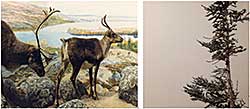 #1049 ~ Zipp - Caribou / Black Spruce [Diptych]