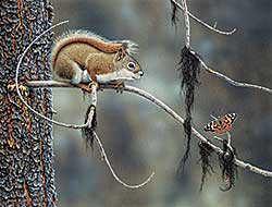 #2268 ~ Olson - Encounter Session [Red Squirrel - Painted Lady]