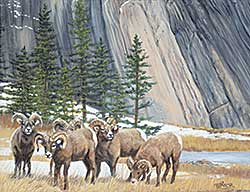 #2329 ~ Taylor - Untitled - Big Horn Sheep