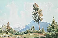 #155 ~ Shelton - Tree in Banff Campground, Mt. Rundle