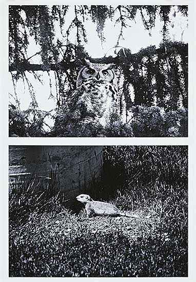 #2014 ~ Gill - Study for: Social Relations  #AP