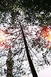 #2040 ~ Tasdelen - Shifting Shades  #2/5