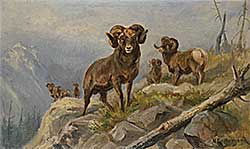 #2180 ~ Drummond-Davies - Untitled - Bighorn Sheep in the Mountains