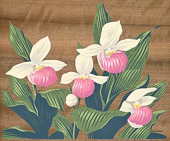 #2055 ~ Casson - Untitled - Wild Orchids #2055 ~ Casson - Untitled - Wild Orchids