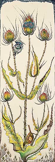 #34 ~ Calver - Teasel #10/15 #34 ~ Calver - Teasel #10/15