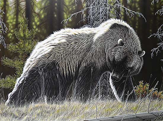 #56 ~ Fehr - Untitled - High Country Grizzly #56 ~ Fehr - Untitled - High Country Grizzly