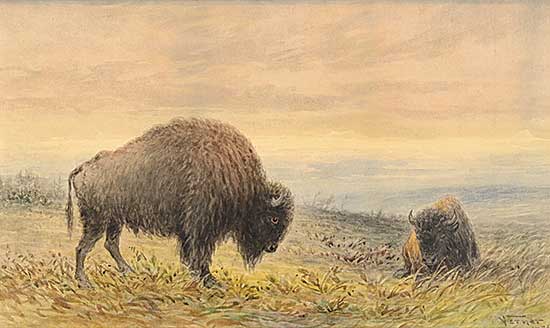 #157 ~ Verner - Buffaloes #157 ~ Verner - Buffaloes