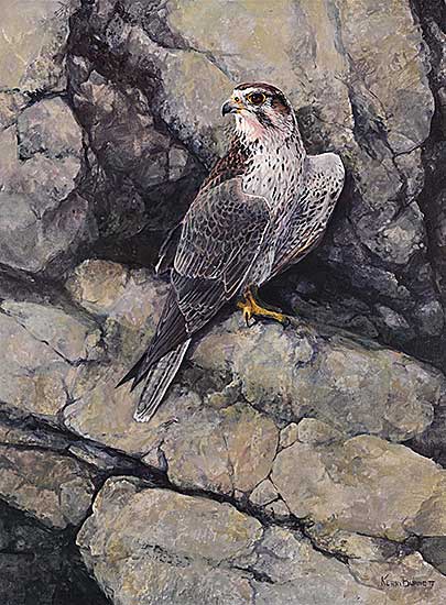 #405 ~ Burnett - Prairie Falcon - Rocky Ledge #405 ~ Burnett - Prairie Falcon - Rocky Ledge