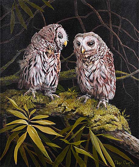 #485 ~ Ough - Young Barred Owls #485 ~ Ough - Young Barred Owls