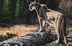 #67 ~ Haley - Longview Lookout [Cougar]