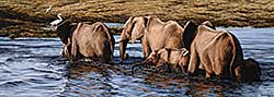 #68 ~ Haley - Chobe Crossing [African Elephants]