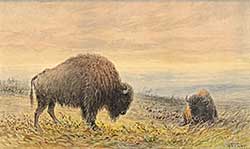 #157 ~ Verner - Buffaloes #157 ~ Verner - Buffaloes