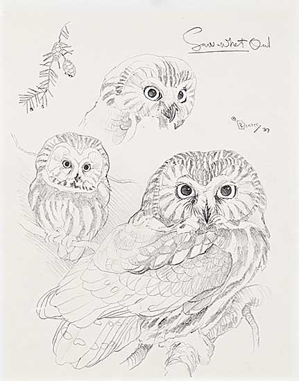 #2228 ~ Loates - Saw-whet Owl