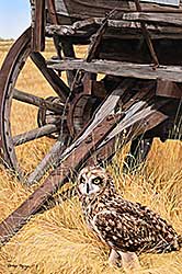 #2153 ~ Haley - The Surveyor