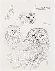 #2228 ~ Loates - Saw-whet Owl