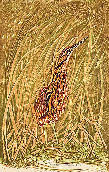 #1517 ~ Calver - Bittern  #17/50