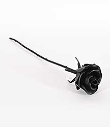 #1022 ~ Ludwig-Burgess - Black Rose