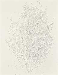 #1554 ~ Kipling - Untitled - Tree