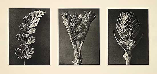 #127 ~ Blossfeldt - Three from Wundergarten der Natur [Triptych]