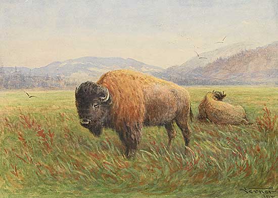 #554 ~ Verner - Bison Grazing