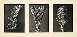 #127 ~ Blossfeldt - Three from Wundergarten der Natur [Triptych]