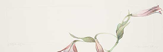 #2350 ~ Sinclair - Hybrid Asiatic