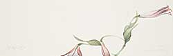 #2350 ~ Sinclair - Hybrid Asiatic